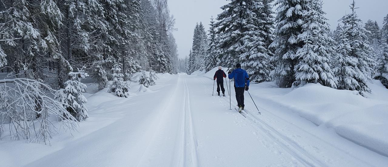 To som går på ski i skogen