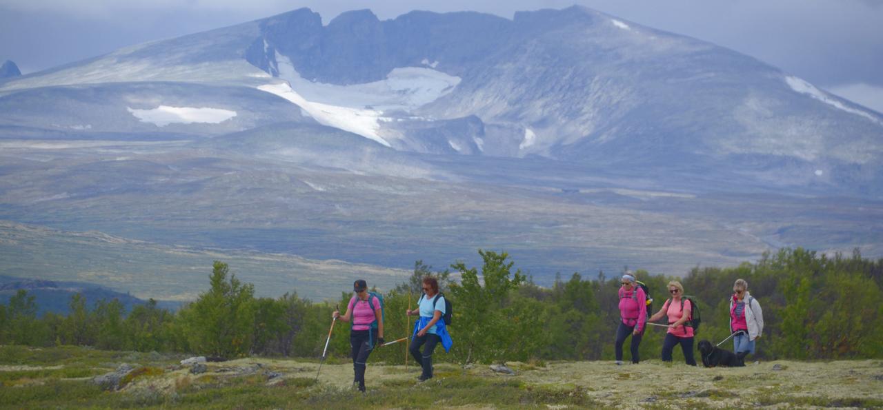 Fem av gjengen på tur i terrenget med Snøhetta i bakgrunnen.