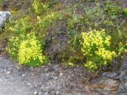 Trykk for å vise stort bildeBlomster