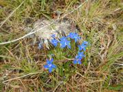 Små blå fjellblomster.