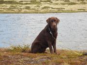 Sliten førerhund Argos foran vannet Langtjønna