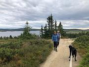 Viser hunden Argos i bånd som ser på at eier blir ledsaget.