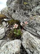 Blomst på steingrunn 2: Stjernesildre.