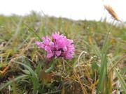 Bildet viser nærbilde av en rødfiolett blomst.