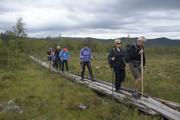 Gruppen går på rekke og rad på treplanker over en myr.